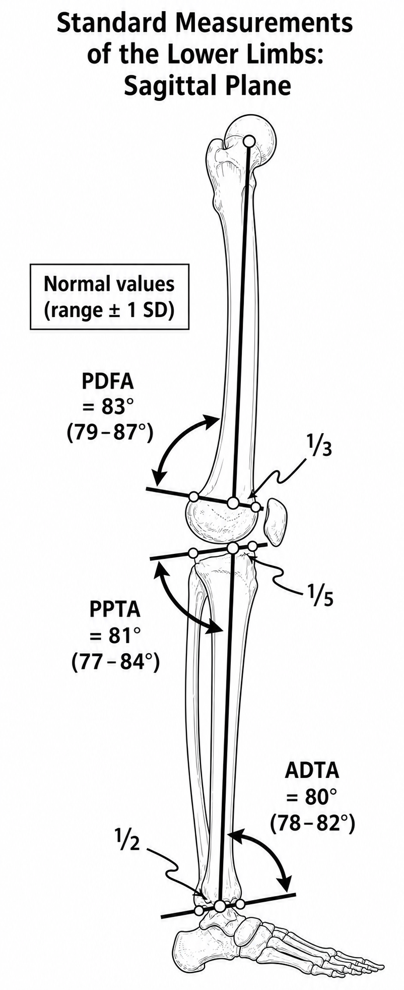 Monochrome sagittal-plane standard measurements drawing
