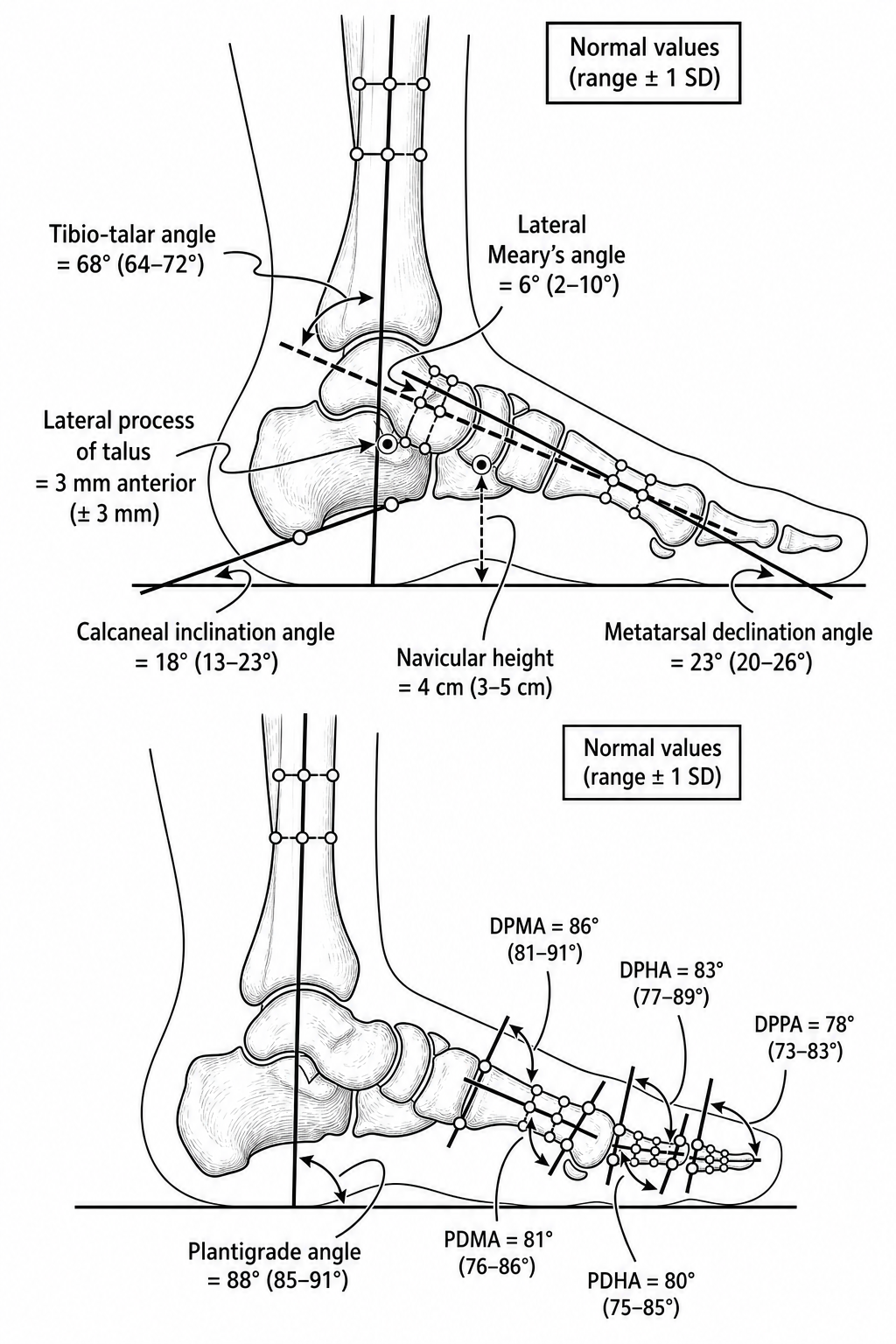 Monochrome lateral foot and ankle measurements drawing