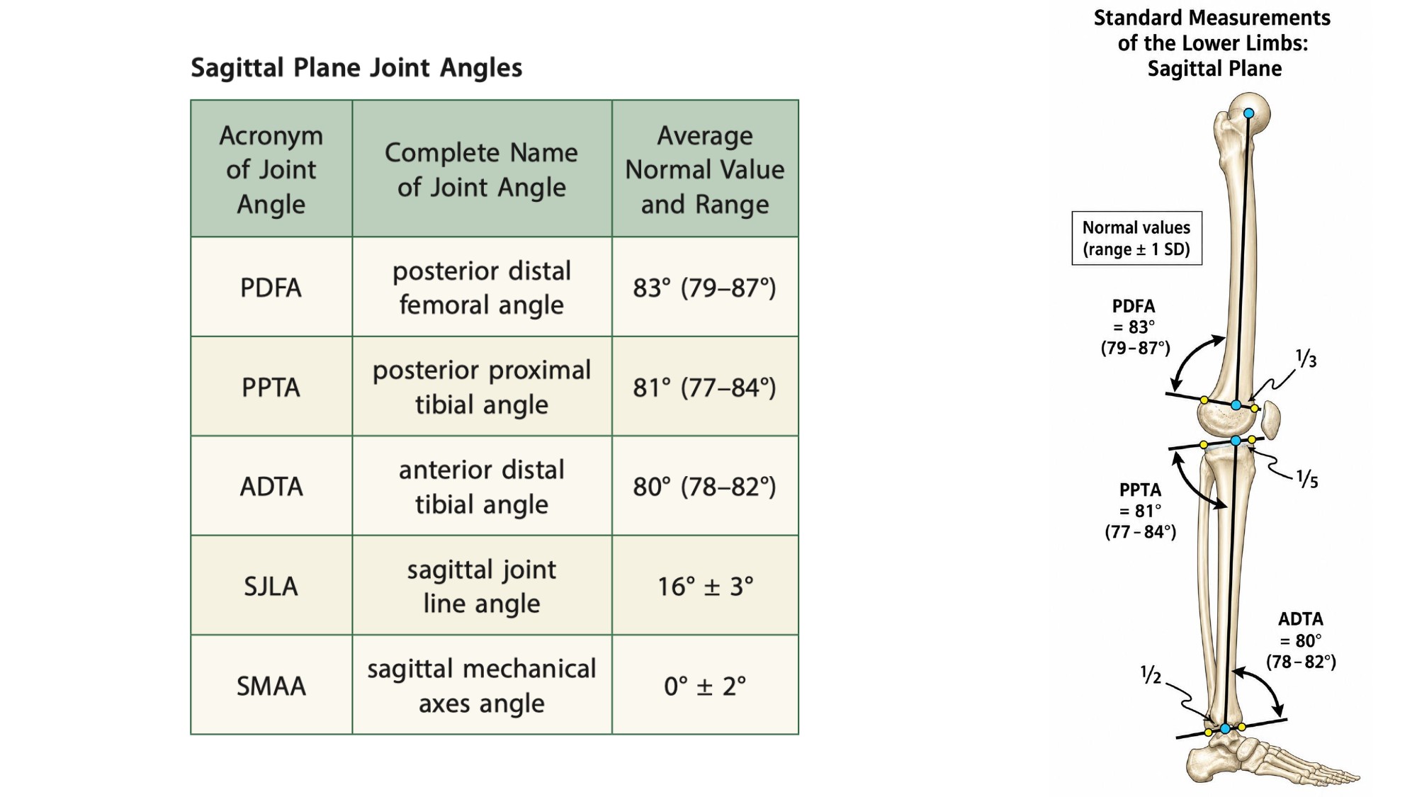 Sagittal-plane lower-limb measurement figure