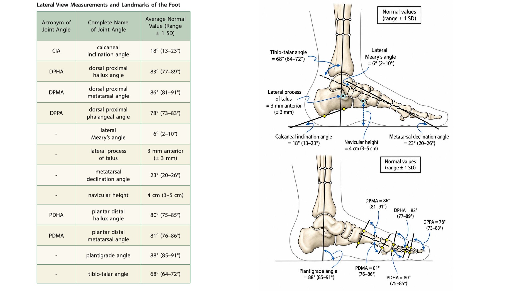 Lateral foot and ankle measurement figures