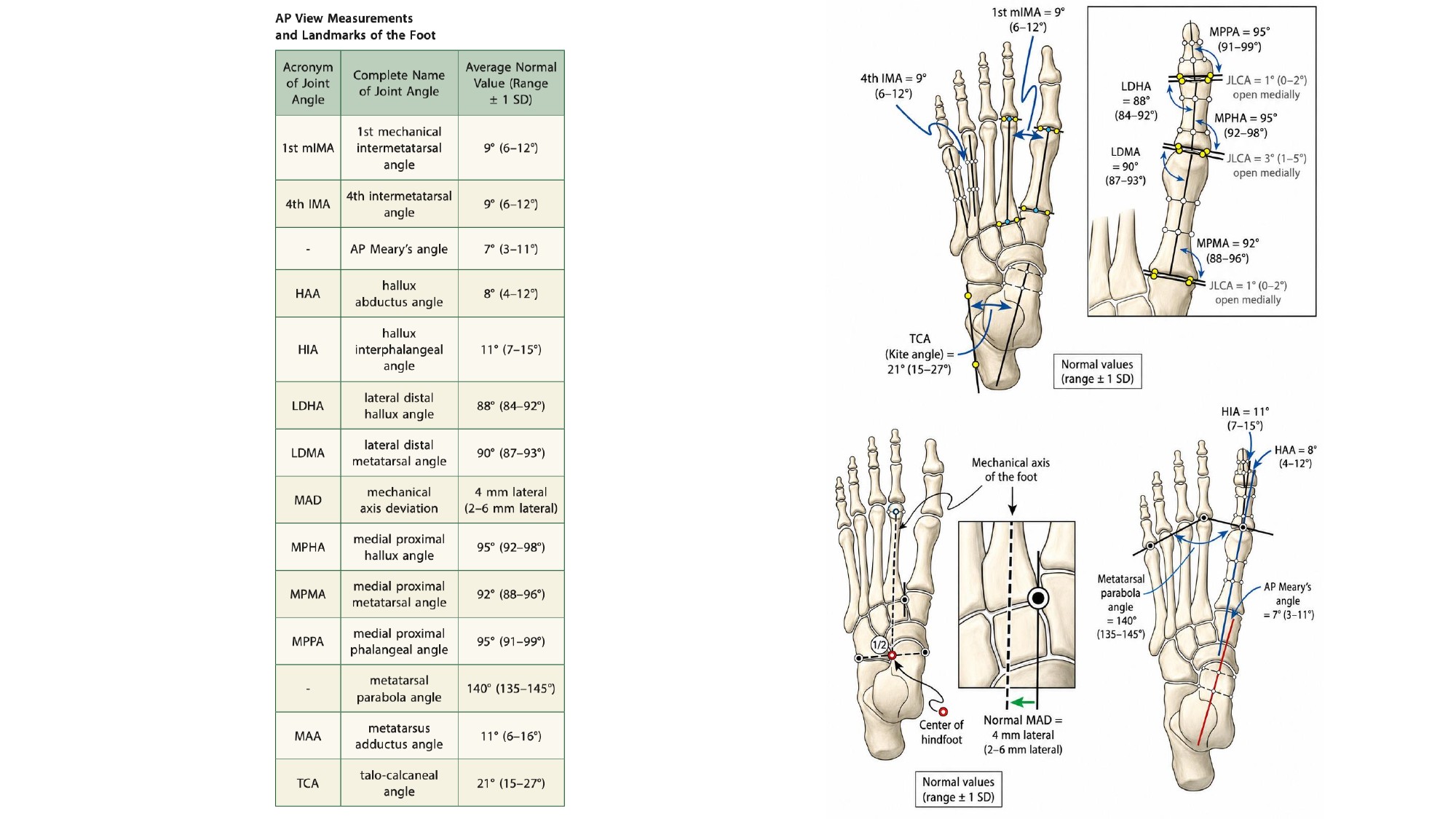 AP foot measurement figures